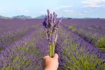 Hand einer Person mit Lavendelblüten