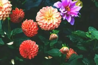 Bunte Dahlien blühen