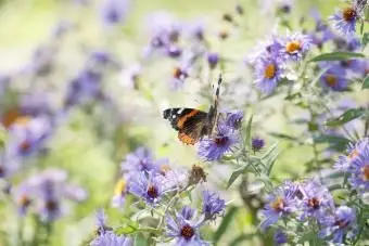 Red Admiral Butterfly in Asterblüten