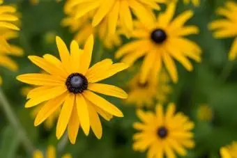 Schwarzäugige Susan Blume