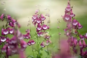 Die leuchtend rosa Sommerblumen von Penstemon