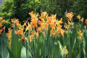 Orange Canna Lilie zur Regenzeit