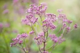 Eupatorium maculatum Blumen