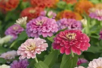 Rosa schattierte Zinnien