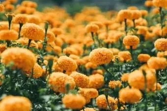 Orange Ringelblumen