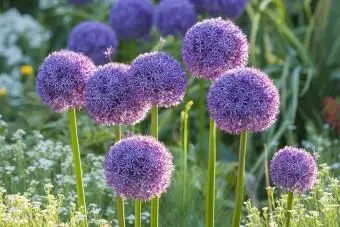 Allium Blumen