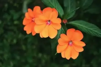 Neuguinea Impatiens Blume