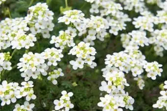Weißes süßes Alyssum