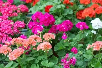 Geranie Pelargonium Blumen