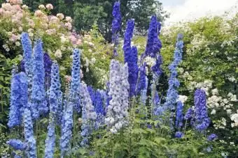 Blaue Ritterspornblumen und -rosen, die im Sommergarten blühen