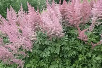 Rosa Astilbe blüht in einem Garten
