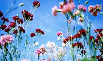 Oeillets poussant dans le champ