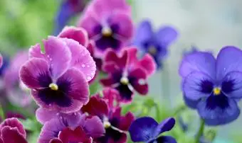 Pensées qui fleurissent dans le jardin