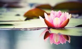 Nénuphar rose se reflétant sur l'eau claire