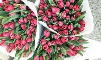 Tulipes à vendre au marché Lindengracht