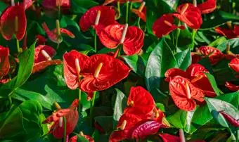Fleurs d'anthurium rouges avec feuilles vertes