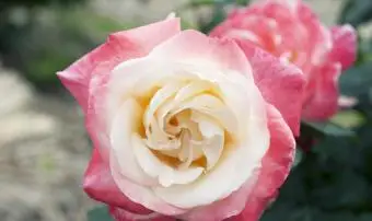 Fleur de rose de thé hybride Gemini