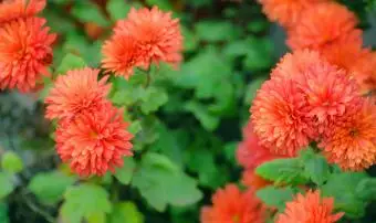 Chrysanthèmes rouges