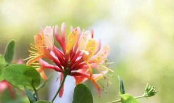 Fleur de chèvrefeuille