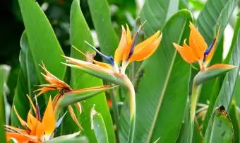 Fleurs d'oiseau de paradis