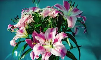 Lys observateur d'étoiles rose