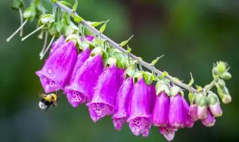 Bourdon à Côté De Fleurs Violettes