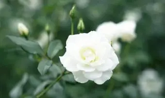 Iceberg Rose Blanche
