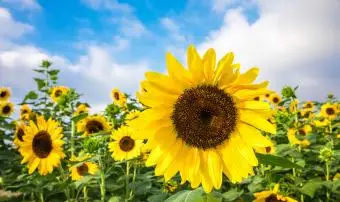 Tournesol contre le ciel bleu