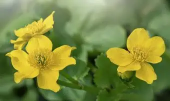 Fleurs jaune bouton d'or