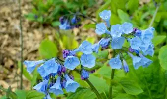 Jacinthes de Virginie par temps couvert