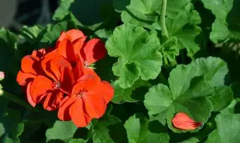 Fleur de géraniums rouges