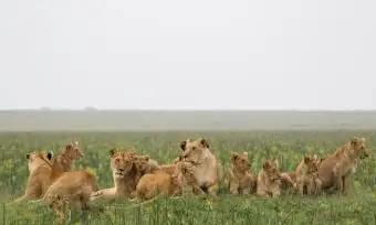 גאוות הביצות של אריות