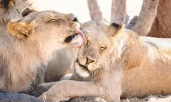 לביאה שמלקקת עוד אחת