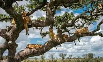 לביאה על עץ