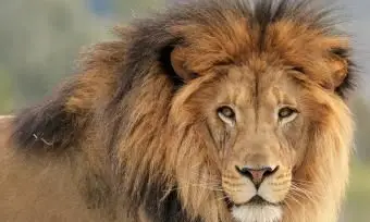 דיוקן של אריה