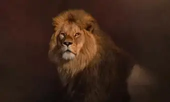 מזל אריה ומטרתו בגלגל המזלות