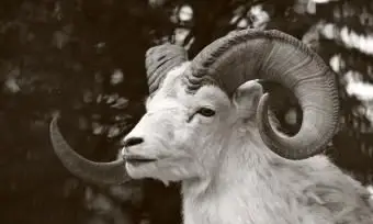 ¿Qué signo animal es Aries?