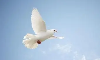 Paloma Blanca Volando