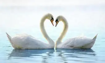 Dos cisnes románticos