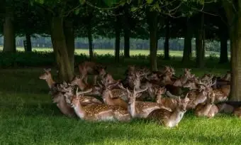 Ciervos descansando sobre césped
