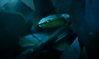 Víbora de lábios brancos