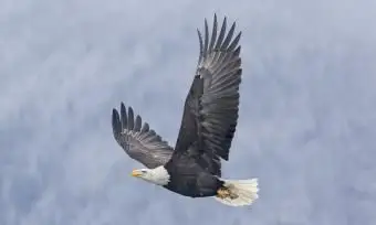 águia carrega um pedaço de salmão