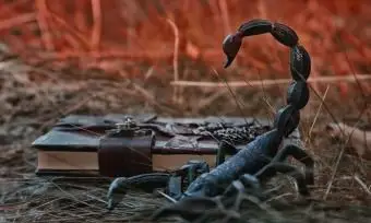 Sinais e simbolismo de animais de Escorpião no Zodíaco