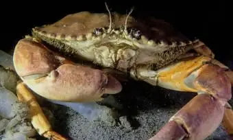 duży krab skalny w nocy