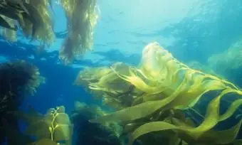 거대한 녹색 다시마 숲