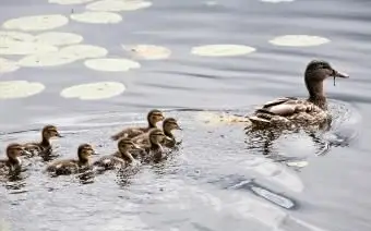 Entenmutter und Entenküken im Wasser