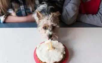 Narodeniny Yorkshirských teriérov doma