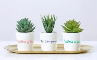 Črepníkové rastliny na stole