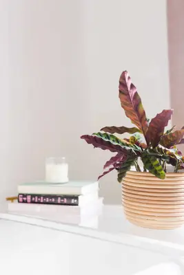 Elsie's Master Bathroom Tour (Before + After)