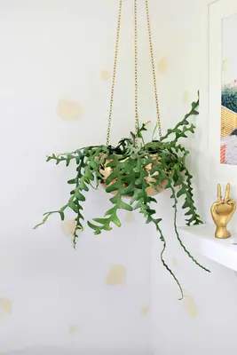 Removable Leopard-Inspired Wallpaper DIY